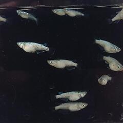 白紡（はくほう）成魚 1ペア　親は美夢めだか様より購入の画像