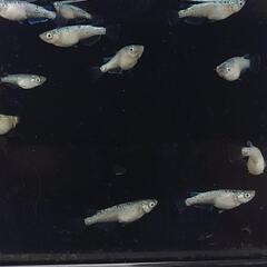 白紡（はくほう）成魚 1ペア　親は美夢めだか様より購入の画像