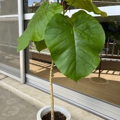 観葉植物の画像