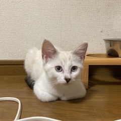 シャム系可愛いぐみちゃん