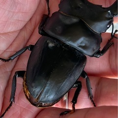 北峰産ホペイ オオクワガタ【オス単品】24-34の画像