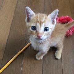 元気なチャトラの男の子家族になってください🙇‍♀️💓