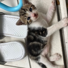 里親募集