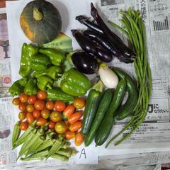 かぼちゃと夏野菜のセットＡ