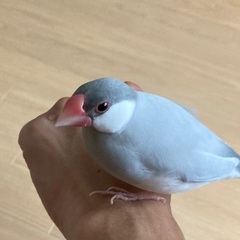 文鳥オス　6歳