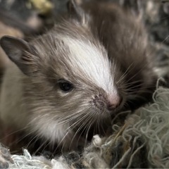 デグー（メス）　色変わりアグーチパイド
