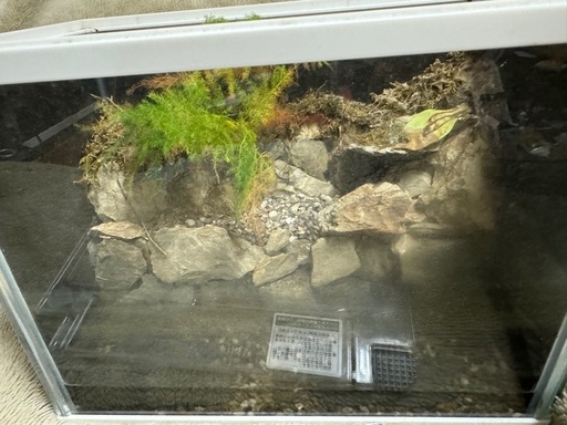 テラリウム イモリウム