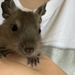 デグー（オス）　色変わりブルー