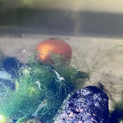①ヌマエビ10匹
