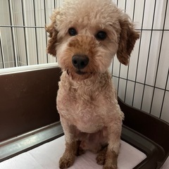 ルイくん 2歳9ヶ月  一旦募集を締め切ります！
