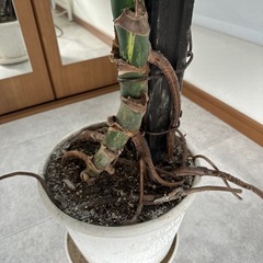 斑入りモンステラ