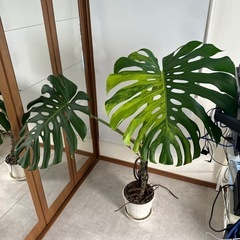 斑入りモンステラ