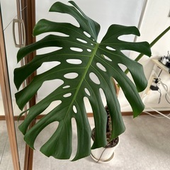 斑入りモンステラ
