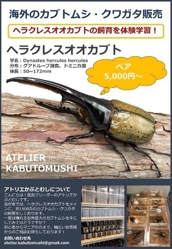 ヘラクレス取引中