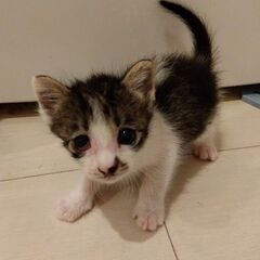 生後1か月弱　黒白女の子里親さん募集します🐈（お話し中）