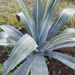 アガベ ｱﾒﾘｶｰﾅ 縞斑入り