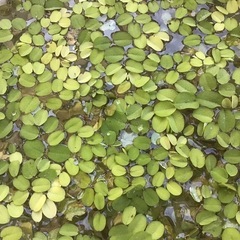 サルビニア（水草・浮草）
一袋200円　袋いっぱいのサルビニアで...