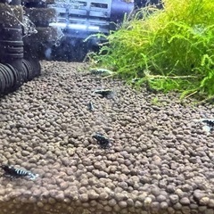 ギャラクシービーシュリンプの画像