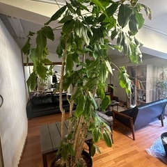 観葉植物バッサイア12号