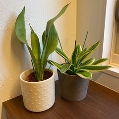 【日程調整中】観葉植物　サンセベリア　2鉢