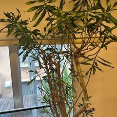 観葉植物ソングオブジャマイカ差し上げます