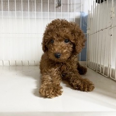プードル　活発で甘えたな子犬2ヶ月