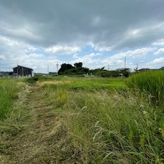 畑の草刈り