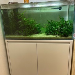 熱帯魚40匹程度