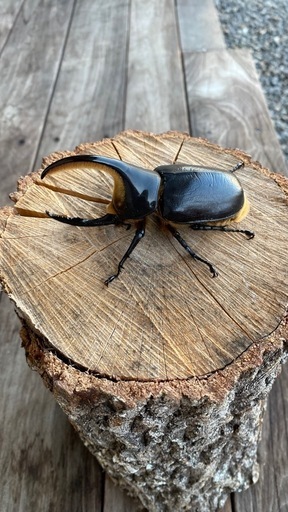 サタンオオカブトペア