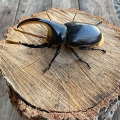 サタンオオカブトペア