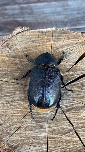 ネプチューンオオカブトペア