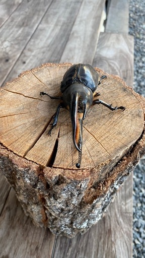 ネプチューンオオカブトペア