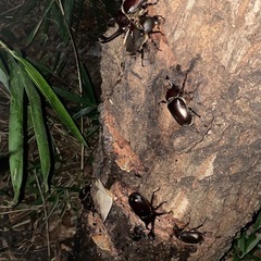 クワガタ　差し上げます。