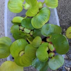 メダカの水草