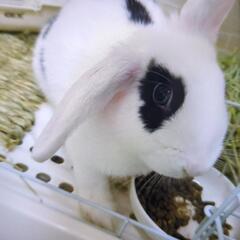 【トライアル中】うさぎ里親募集