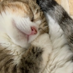 🎶【ヒーリング】 ✝️《レクイエム》を聴いてみたい…
