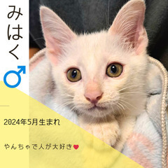 今週末‼︎8/4(日)保護猫の譲渡会【大刀洗ドリームセンター】③