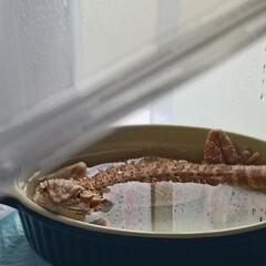 フトアゴに興味のある方とお話したいです。 - 上田市