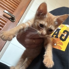 とっても可愛い子猫ちゃんです☺️
