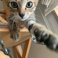 シュッとイケメン【ブラン】