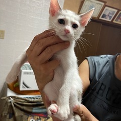 2ヶ月の子猫2匹  - 里親募集