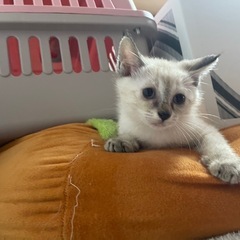 2ヶ月の子猫2匹  − 埼玉県