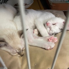 2ヶ月の子猫2匹 の画像