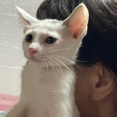 2ヶ月の子猫2匹  - 猫