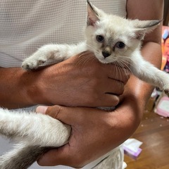 2ヶ月の子猫2匹  - 熊谷市