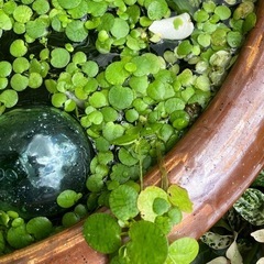 アマゾンフロッグビット　メダカの喜ぶ水草の画像