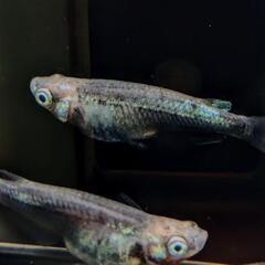墨武（ボブ）めだかの画像