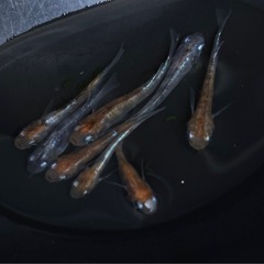 メダカ　めだか　陽炎　18匹の画像
