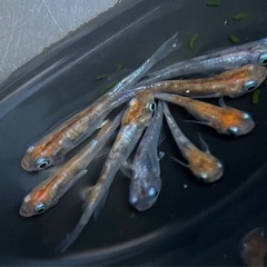 メダカ　めだか　陽炎　18匹の画像