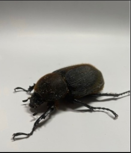 Asuna様取引中⑰ヘラクレスオオカブト新成虫ペア品　遠方取引可能